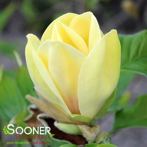 0 units available! Pre-Order Qty: 0