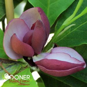 5 units available! Pre-Order Qty: 0