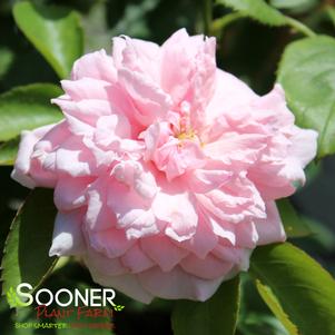 0 units available! Pre-Order Qty: 0