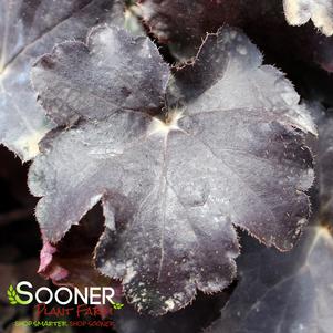 0 units available! Pre-Order Qty: 0