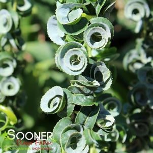 0 units available! Pre-Order Qty: 0