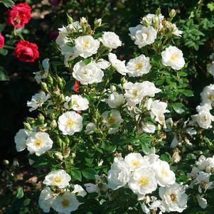 0 units available! Pre-Order Qty: 0