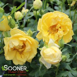 0 units available! Pre-Order Qty: 0