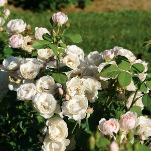 101 units available! Pre-Order Qty: 0