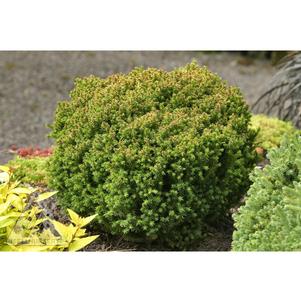 3 units available! Pre-Order Qty: 0