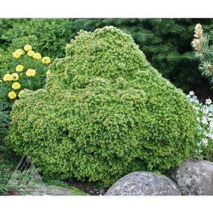 3 units available! Pre-Order Qty: 0