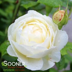 0 units available! Pre-Order Qty: 0