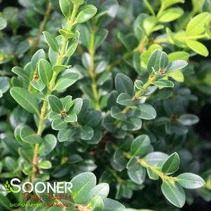 0 units available! Pre-Order Qty: 0