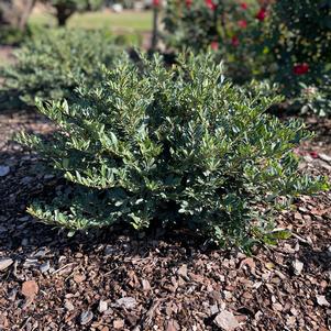 131 units available! Pre-Order Qty: 0