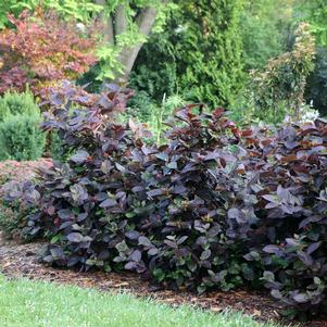 0 units available! Pre-Order Qty: 0