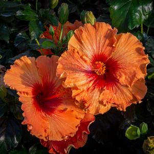 0 units available! Pre-Order Qty: 0