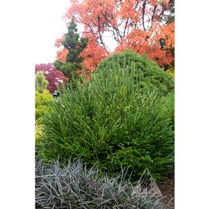 0 units available! Pre-Order Qty: 0