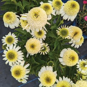 0 units available! Pre-Order Qty: 0