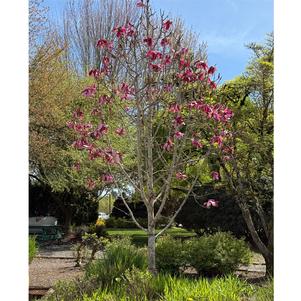 0 units available! Pre-Order Qty: 0