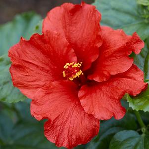 0 units available! Pre-Order Qty: 0