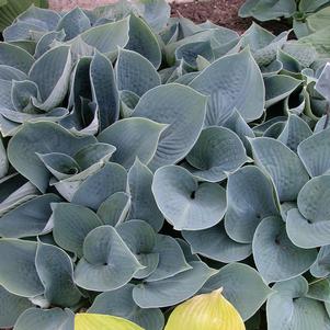 0 units available! Pre-Order Qty: 0