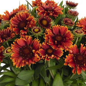 0 units available! Pre-Order Qty: 0