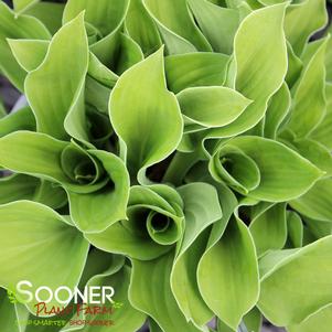 1366 units available! Pre-Order Qty: 0