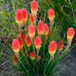 0 units available! Pre-Order Qty: 0