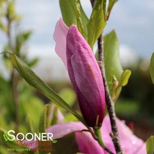 85 units available! Pre-Order Qty: 0