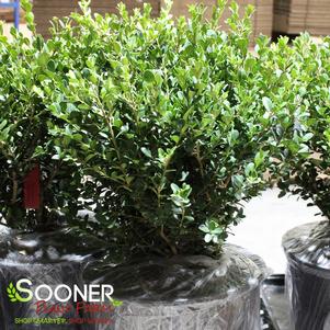 661 units available! Pre-Order Qty: 0