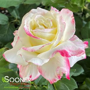 0 units available! Pre-Order Qty: 0