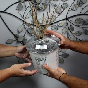 Receiving and Planting a Dormant Plant