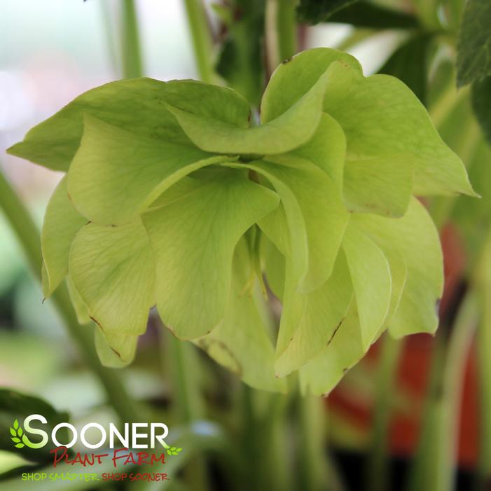 Image property of Sooner Plant Farm, Inc.
