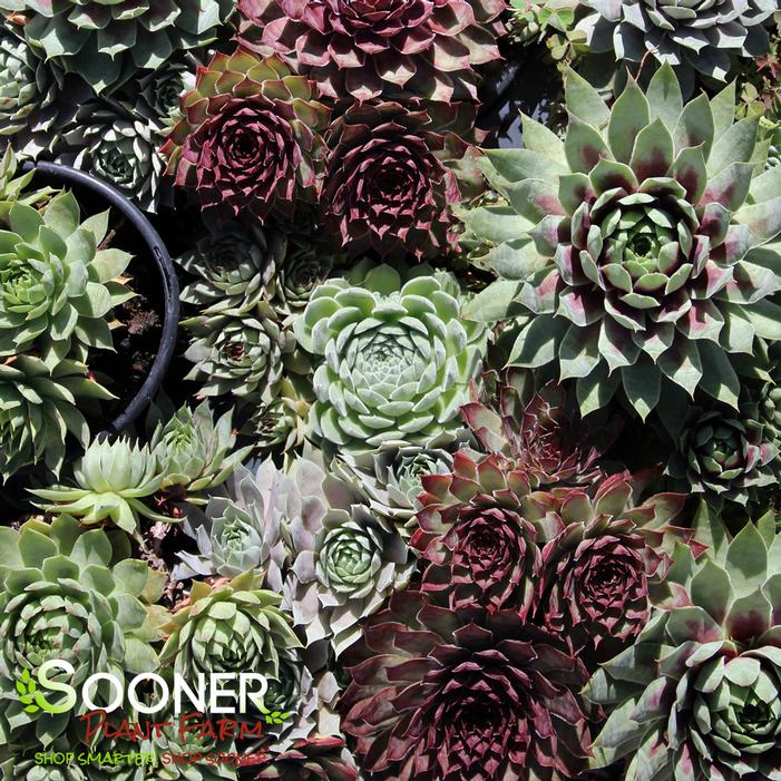 Image property of Sooner Plant Farm, Inc.