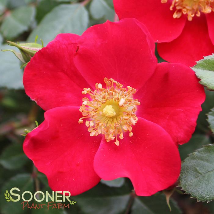 Image property of Sooner Plant Farm, Inc.