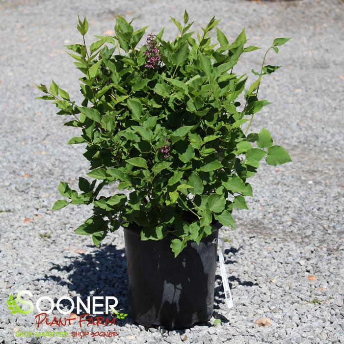 Image property of Sooner Plant Farm, Inc.