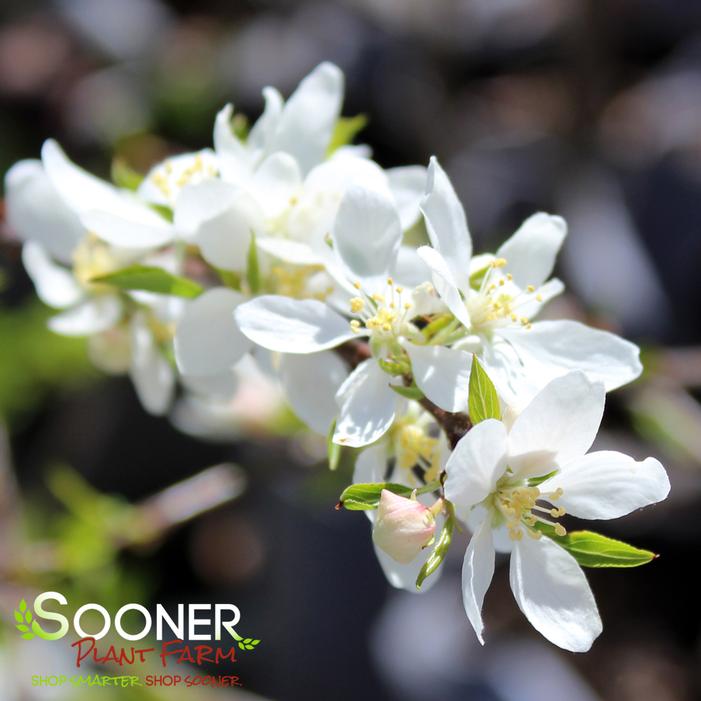 Image property of Sooner Plant Farm, Inc.