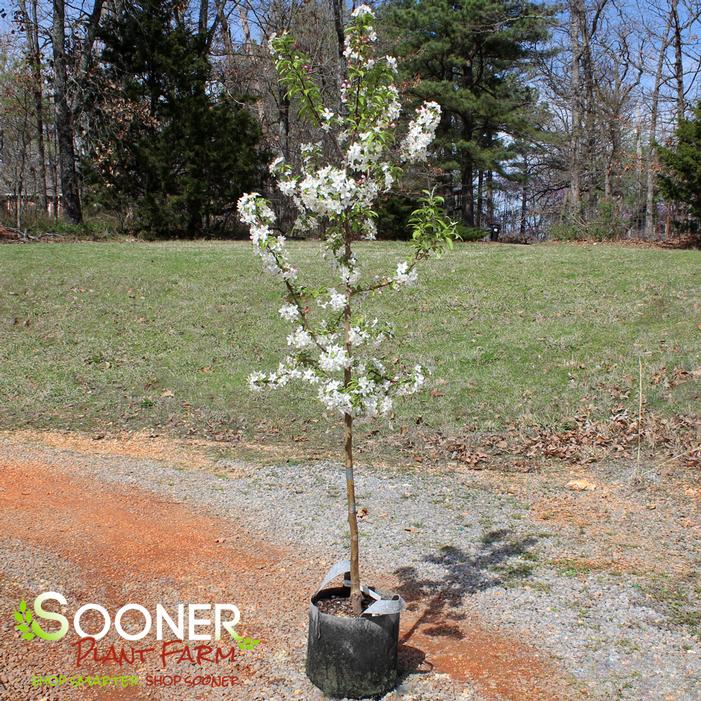 Image property of Sooner Plant Farm, Inc.