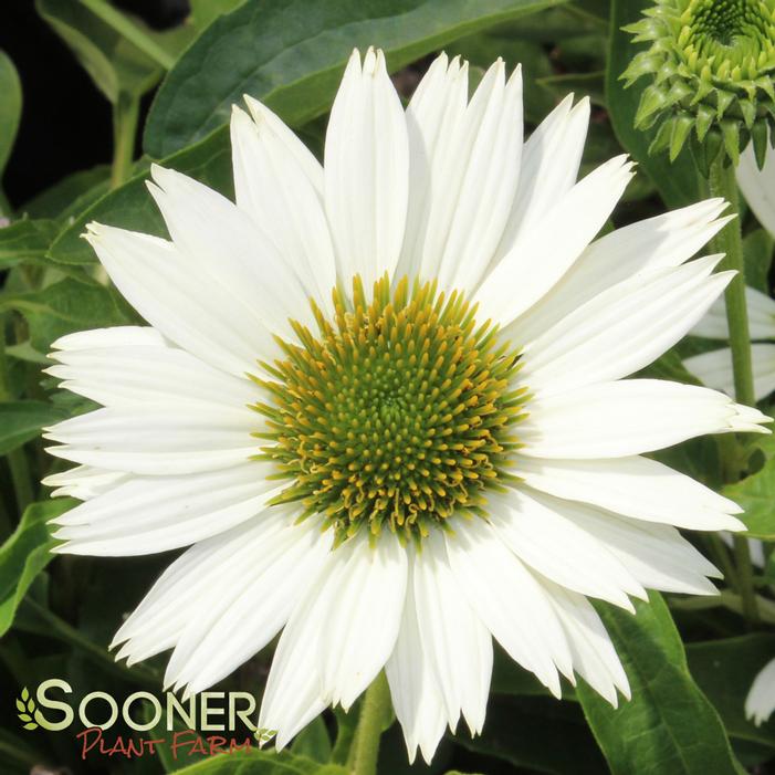 Image property of Sooner Plant Farm, Inc.