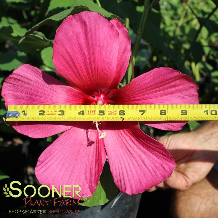 © Sooner Plant Farm, Inc. All rights reserved.