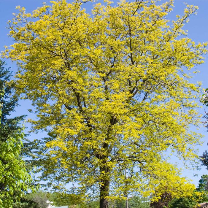 Image courtesy of Greenleaf Nursery