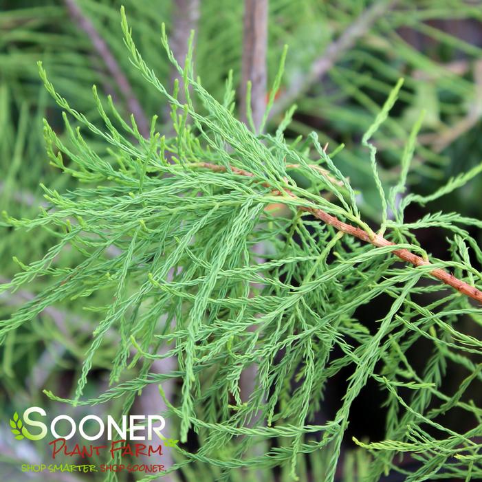 PRAIRIE SENTINEL POND CYPRESS