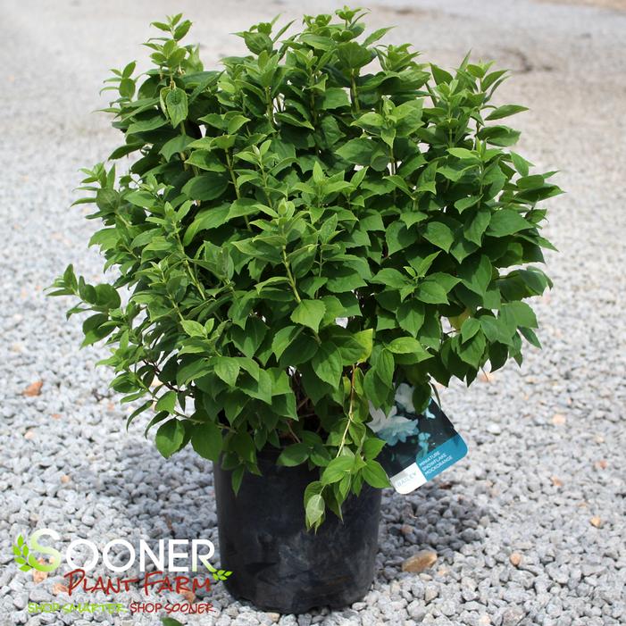 Image property of Sooner Plant Farm, Inc.
