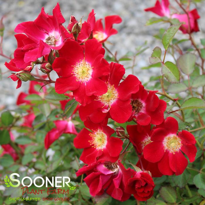 Image property of Sooner Plant Farm, Inc.