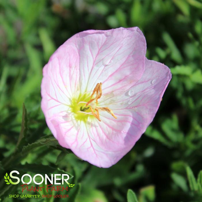 Image property of Sooner Plant Farm, Inc.