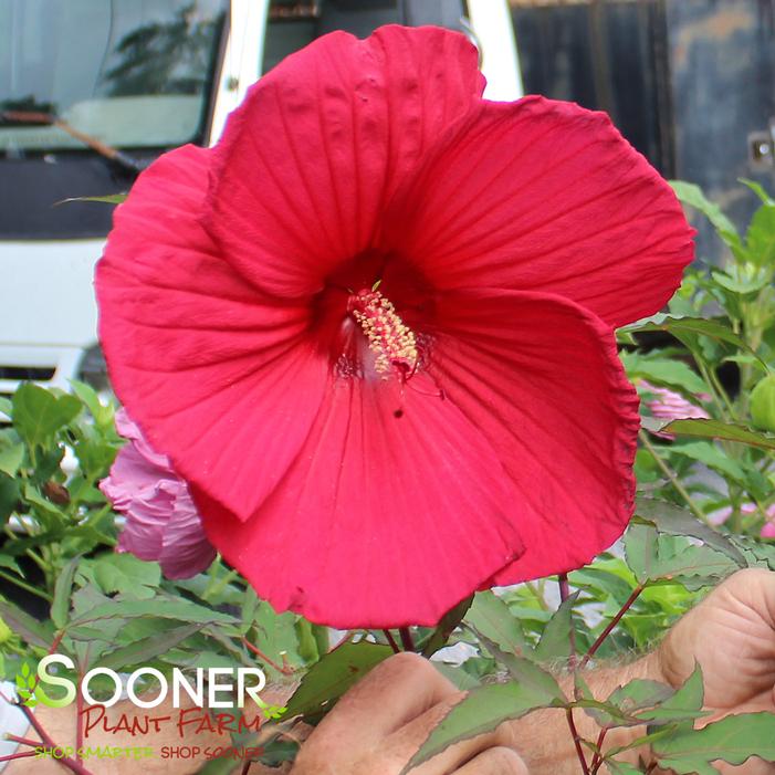 Image property of Sooner Plant Farm, Inc.