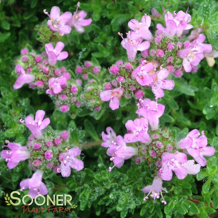 Image Property of Sooner Plant Farm, Inc.