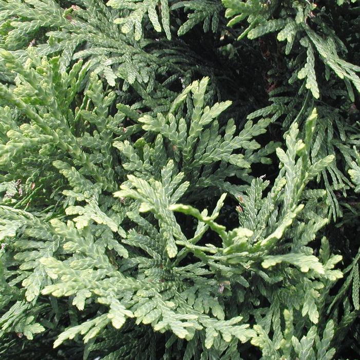 PYRAMIDAL ARBORVITAE