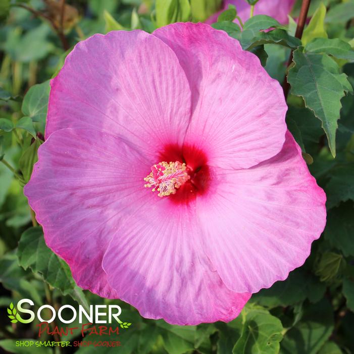 Image property of Sooner Plant Farm, Inc.