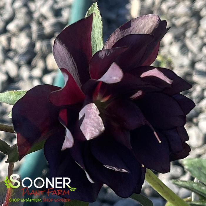 Image property of Sooner Plant Farm, Inc.