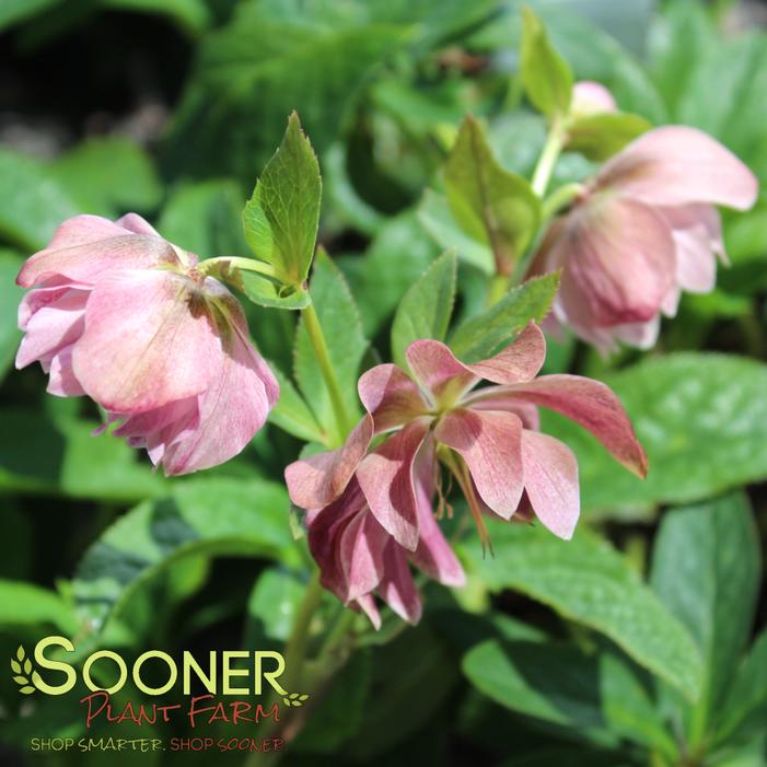 Image property of Sooner Plant Farm, Inc.
