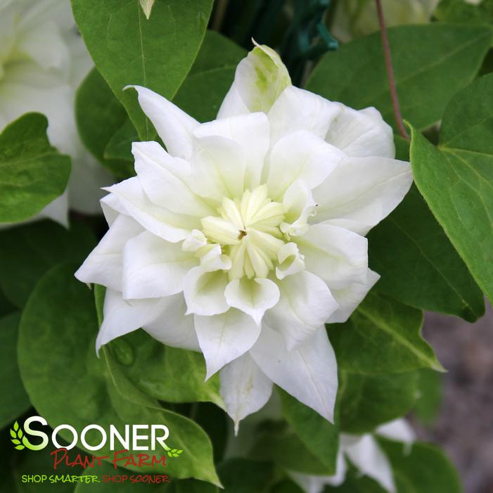 Image property of Sooner Plant Farm, Inc.