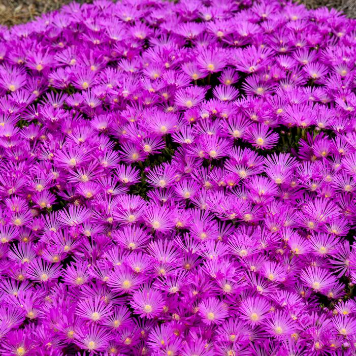 Image property of and used with permission from Walters Gardens