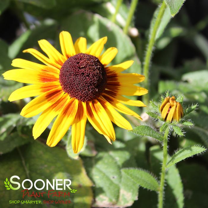 Image property of Sooner Plant Farm, Inc.