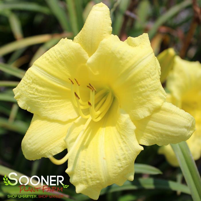 Image property of Sooner Plant Farm, Inc.